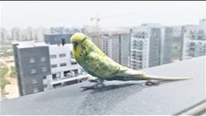 ПРИКОЛЫ 2018 Март Лучшие приколы с животными за неделю Смешные Кошки Собаки и Попугаи 101 Pets Media - Videoclip.bg