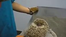 Знаете ли, че таралежите могат да викат? При това доста силно! - Videoclip.bg