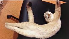 Приколы с животными 2018 Угарные и Смешные Видео Про Собак и Кошек Смешные животные 2018 Funny Pets - Videoclip.bg