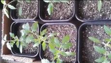 Как да си направим разсад на терасата - Вижте как! - Videoclip.bg