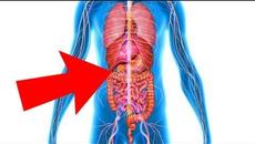 Няма да повярвате!!! Откриха нов орган в тялото на човек Вижте - Scientists Discover New Human ORGAN - Videoclip.bg