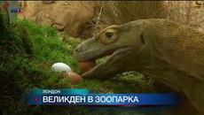 Великден в зоопарка: Комодски дракони и екзотични маймуни търсят яйца - Videoclip.bg