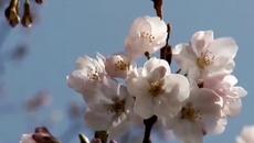 Започна Светлата седмица след Великден - Светла сряда 11 април - Videoclip.bg