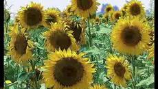 Красиви Слънчеви Слънчогледи - Videoclip.bg