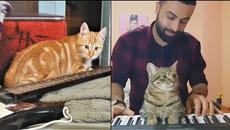 ПОЮЩИЕ КОШКИ И СОБАКИ Приколы с животными 2018 Подборка Животные и Музыка Cute Misic Pets - Videoclip.bg