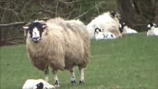 Вижте стадо овце в Шотландия роднини на овцата Доли - първото клонирано живо същество - Videoclip.bg