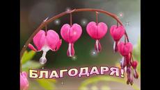 Благодаря! Вълшебна ли е думата благодаря - Videoclip.bg