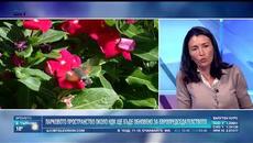 Холандските лалета пред НДК цъфнаха с логото на европредседателството ни - Videoclip.bg