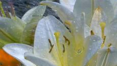 Симфония в дъжда (релакс) ... - Videoclip.bg