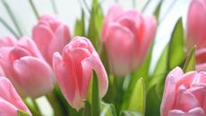 Romantic Sax  - красиви лалета... - Videoclip.bg