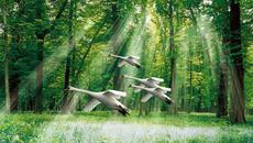 Лебеди ... (Annie Lennox) ... - Videoclip.bg