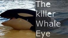 The Killer Whales Eye. You're Eye-to-Eye With a Whale - Incredible feeling! - Videoclip.bg
