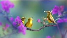 Утринна песен! ...   (Morning singing of birds in the forest and the sky) - Videoclip.bg