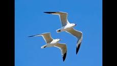 ANA BELEN -Vuelo Blanco De Gaviota 1979(the days of pearly spencer) - Videoclip.bg