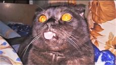 Приколы с Животными 2018 Апрель Приколы с Собаками и Кошками Смешные Животные LOL PETS - Videoclip.bg