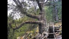 Вижте величествени вековни дървета в България 2018 - Videoclip.bg