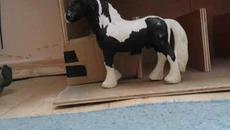 Title(Хораааа това е нещо като трейлър на филма ми с коне който започвам да снимам !!!!Това са участ - Videoclip.bg