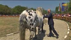 Конете на България: Животновъдно изложение в Сливен събра елитни породи коне... - Videoclip.bg