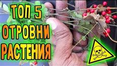 Топ 5 най-отровни растения, които се срещат и в България! - Videoclip.bg