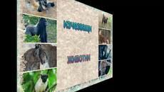 Вижте кои животни вече са изчезващи - Videoclip.bg