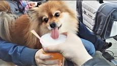 ПРИКОЛЫ ПРО ЖИВОТНЫХ Самые Смешные и Прикольные Видео с Животными ЛУЧШЕЕ ЗА НЕДЕЛЮ 101 MEDIA - Videoclip.bg