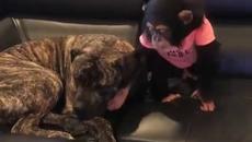 Голямото приятелство между два индивида - Videoclip.bg