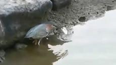 Вижте най-ловкият рибар! Ето така се лови риба - Videoclip.bg