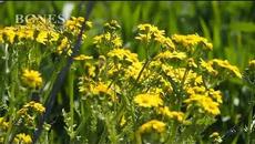 Обработват житните култури срещу болести - Videoclip.bg