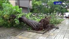 Бурята в Пловдив изтръгна от корен огромно дърво! - Videoclip.bg