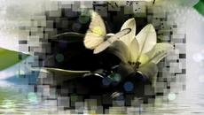 Гр. Салам и Савильмазми Мухаммадим  -  БЕЛЫЕ ЛИЛИИ - Videoclip.bg