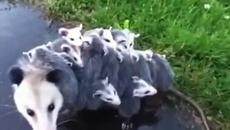 Невероятно - всички бибита висят от гърба на майка им! Най-миличките бебенца опосуми (ВИДЕО) - Videoclip.bg