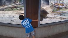 Весели приключения с животни! Невероятни компилации (видео) - Videoclip.bg