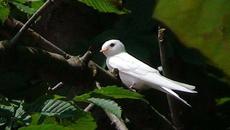 Вижте бялата лястовичка която долетя в България за надежда!!! (ВИДЕО) - Videoclip.bg