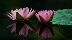 ✿⊱•  Красота в езерото  •⊰✿ - Videoclip.bg