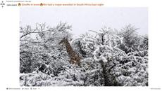 Сняг заваля над Южна Африка (ВИДЕО) - Videoclip.bg