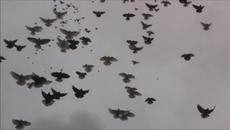 Полет на 300 гълъба в лошо време - 01.10.2018 - Videoclip.bg