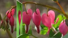 Un Break My Heart ( инструментал) и красиво цвете - Дамско сърце - Videoclip.bg