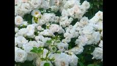 Scorpions - Holiday (instrumental) - Videoclip.bg