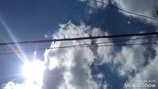 Лястовици (влог) - Videoclip.bg