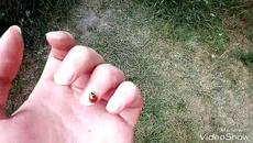 Калинка (влог) - Videoclip.bg