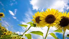 Красиви Слънчеви Слънчогледи 2018 - Videoclip.bg