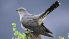 Ты кукуй кукушка !! - Videoclip.bg