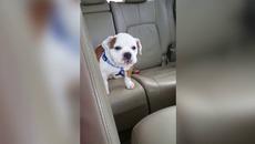 НЕ МОЖЕ ДА ЛАЕ А СЕ ПРАВИ НА СТРАШНО - Videoclip.bg