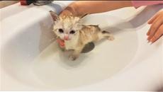 Милые и Забавные Животные Котик первый раз моется И любители Чая - Videoclip.bg