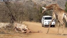 Жираф спасява бебето си от лъвовоте! Giraffe Tries Saving her Calf From Hunting Lions - Videoclip.bg