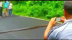 Гигантска анаконда пресича пътят! Кой първи видя змията - Anaconda snake crossing the road - Videoclip.bg