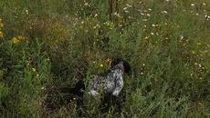 20180708_182233 - Videoclip.bg