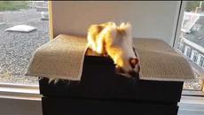 Финал на Световно Първенство по Футбол 2018 ⚽ France vs Croatia World Cup 2018 Final Prediction!!! - Videoclip.bg