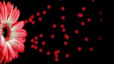 •✿•  Сладка колекция от гербери! •✿• - Videoclip.bg