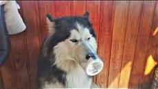 ТЕСТ НА ПСИХИКУ ПРИКОЛЫ С ЖИВОТНЫМИ Самые КРУТЫЕ видео про СОБАК Приколы с собаками Смешные Собаки - Videoclip.bg